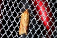 Clepsis pallidana