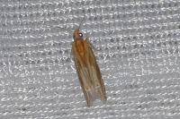 Eucosma gr. cana