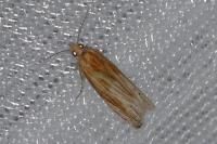 Eucosma gr. cana