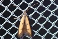 Mesophleps trinotella
