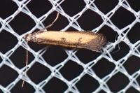 Mesophleps trinotella