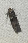 Blastobasis glandulella