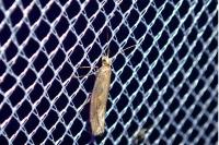 Plutella xylostella