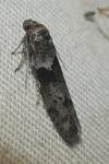 Blastobasis glandulella