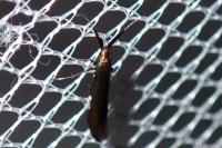 Coleophora