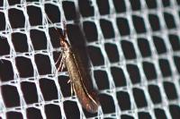 Coleophora