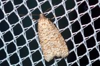 Isotrias stramentana