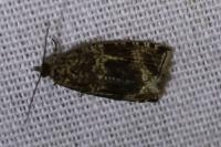 Celypha lacunana