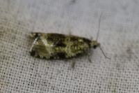 Celypha lacunana