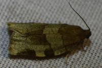 Choristoneura hebenstreitella