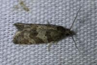 Cnephasia