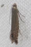 Glyphipterix thrasonella