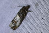 Notocelia rosaecolana
