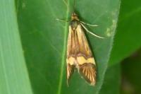 Nemophora degeerella