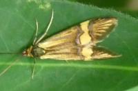 Nemophora degeerella