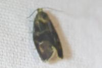 Ptycholoma lecheana