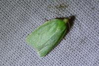 Tortrix viridana