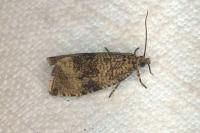 Celypha lacunana