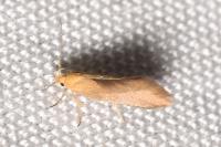 Crassa tinctella