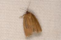 Aphelia viburnana