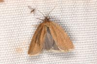 Aphelia viburnana