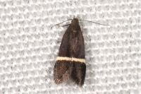 Aproaerema cinctella
