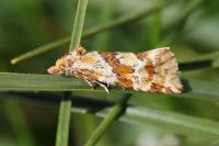 Aethes deutschiana