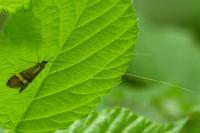 Nemophora degeerella