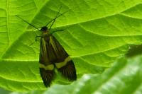 Nemophora degeerella