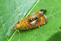 Olethreutes arcuella