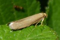 Agnoea subochreella
