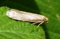 Agnoea subochreella