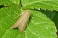 Agnoea subochreella