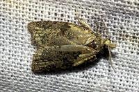 Capua vulgana