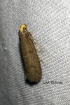 Agnoea flavifrontella