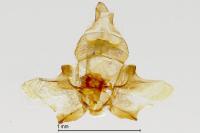 Agnoea flavifrontella