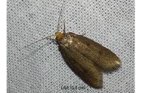 Agnoea latipennella