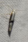 Argyresthia spinosella