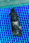 Notocelia trimaculana