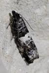 Notocelia trimaculana