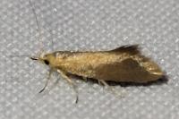 Crassa tinctella