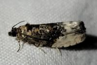 Hedya nubiferana