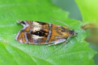 Olethreutes arcuella