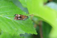 Olethreutes arcuella