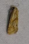 Cochylimorpha