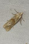 Cochylimorpha
