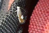 Grapholita compositella