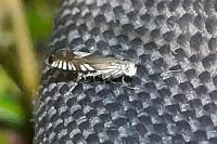 Grapholita compositella