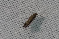 Glyphipterix
