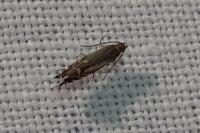 Glyphipterix